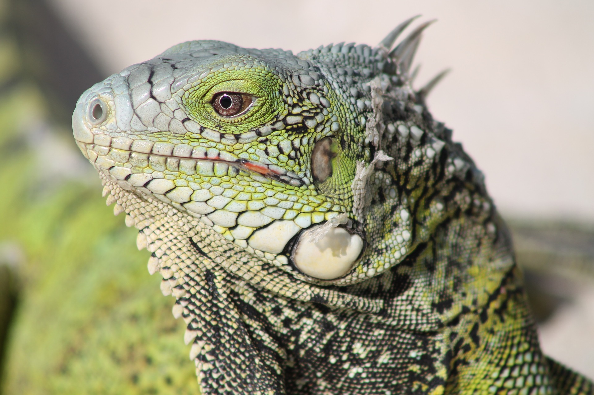 Lizard Skin This Winter? No Way! | The Cosmetic & Skin Lizard Skin This Winter? No Way! | The Cosmetic & Skin